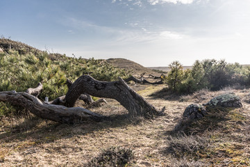 Fototapeta premium Arbres étrange entre dunes et forêt à Bretignolles-sur-Mer (France)