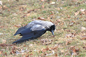 the Raven searches for food