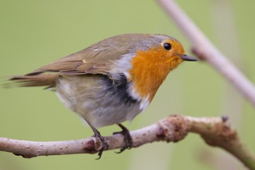 Robin