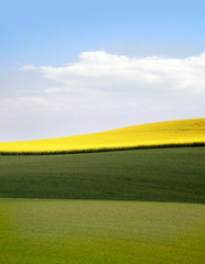 Fototapeta na wymiar yellow field with oil seed rape in early spring