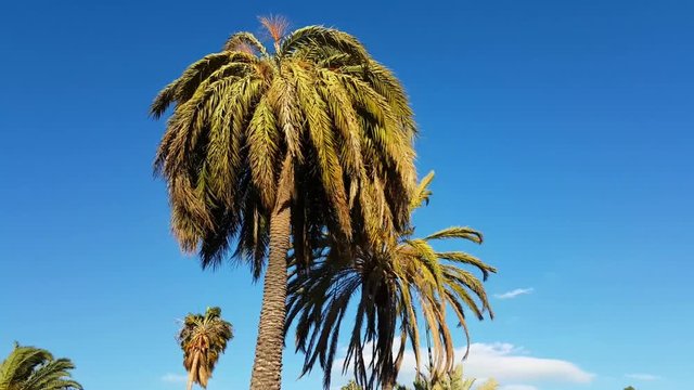 Strong Wind on Palm Trees