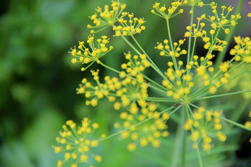 Close up of dill flowers.