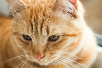 ginger cat background close-up