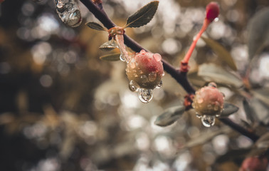 cherries on a tree with water drops