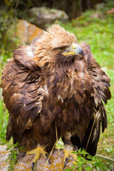 steppe Eagle a Golden eagle on green background