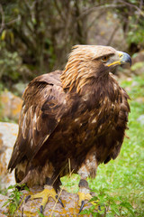 steppe Eagle a Golden eagle on green background