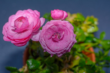 Blüte Pink farbig mit Wassertropfen - Spiegeln