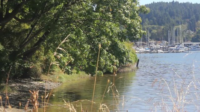 country bank with harbor