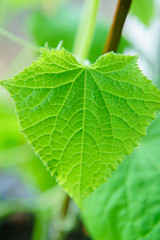 Flowering of cucumbers