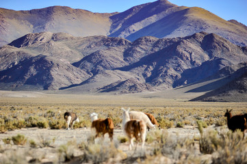 Obraz premium Llamas in the Andes.