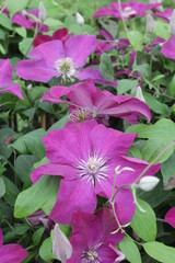 Clematis Ernest Markham 