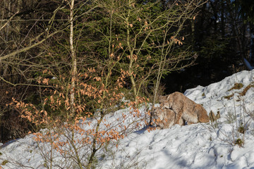 Europäischer Luchs (Lynx lynx)