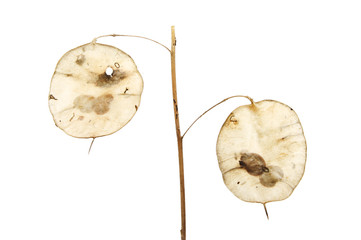 Honesty seed pods