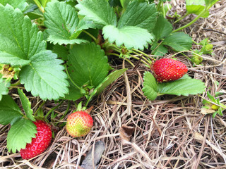 Ripe red strawberry on planting field