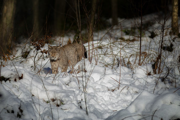 Europäischer Luchs (Lynx lynx)