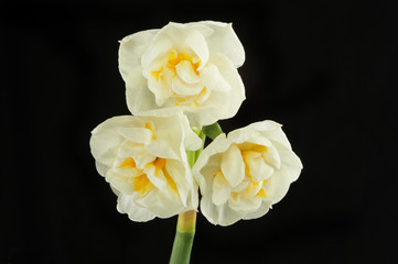 Narcissus flowers against black