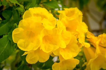 yellow buttercup allamanda flower blossom