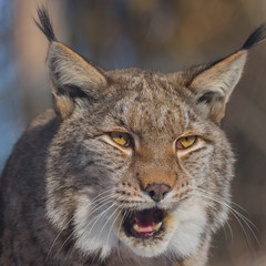 Europäischer Luchs (Lynx lynx)