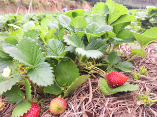 Ripe red strawberry on planting field