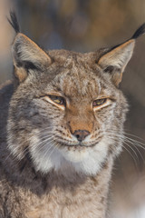 Europäischer Luchs (Lynx lynx)