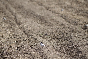 White wagtail
