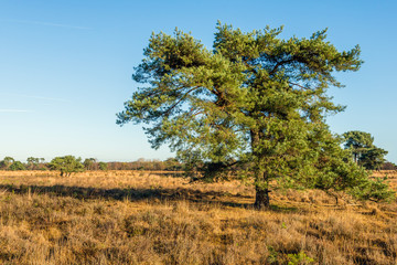 Scots pine tree in a nature reserve