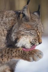 Naklejka na ściany i meble Europäischer Luchs (Lynx lynx)