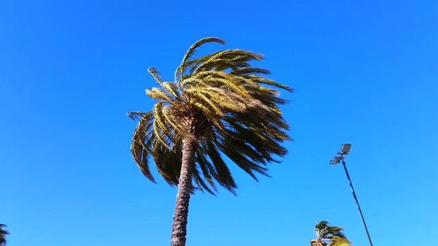 Palm Trees Blow in Strong Wind