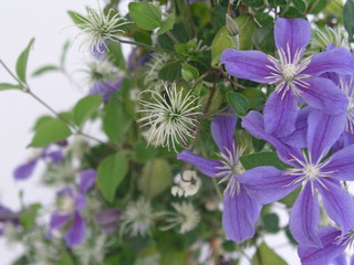Clematis integrifolia Arabella Blüten Fruchtschmuck 
