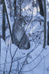 Europäischer Luchs im Schnee