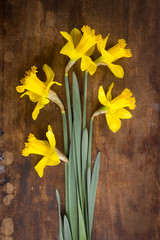 Narcissus spring flowers on wooden background
