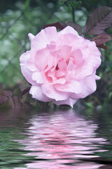 Obraz premium pink roses in the garden