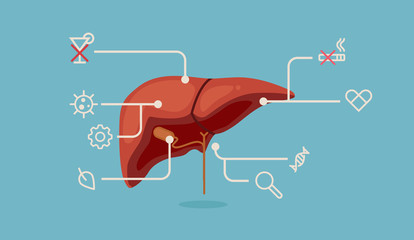 Liver vector illustration