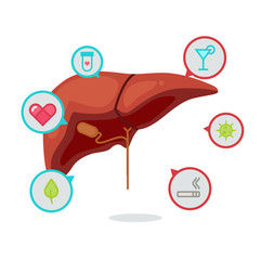 Liver vector illustration