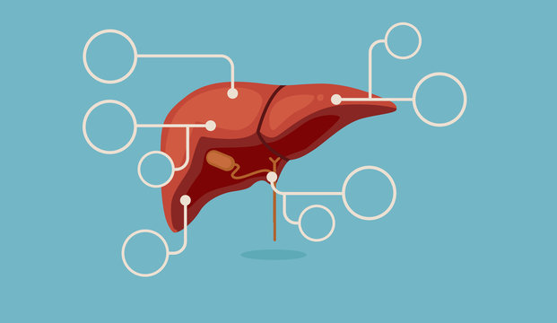 Liver Vector Illustration