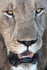 Fototapeta premium Lion