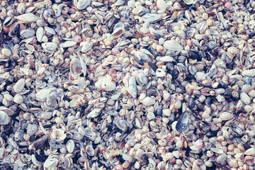 Color toned natural background or texture made of many seashells.