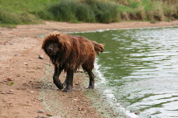 Neufundländer am Strand