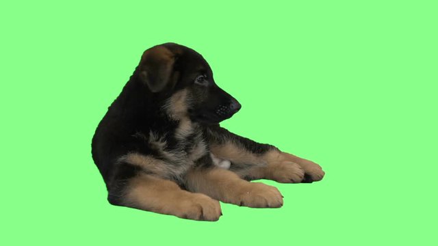 Funny German Shepherd puppy lies and lickens on a green screen
