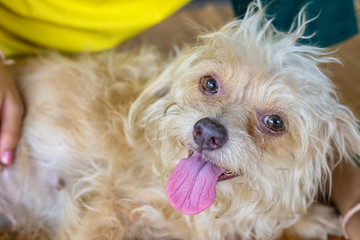 A dog look like happy with children in Thailand.