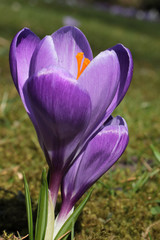 beautiful crocus in the meadow