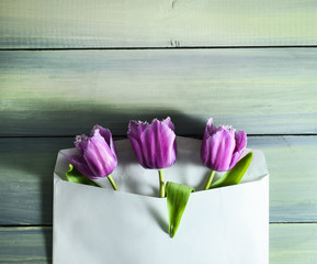 Spring tulips in a postal envelope