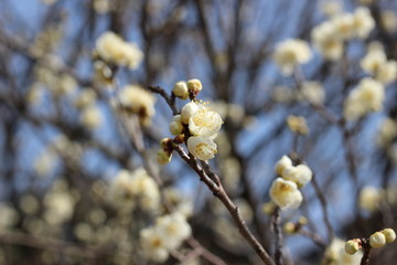 南高梅の白い花