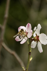 Abeille qui butine une fleur d'amandier