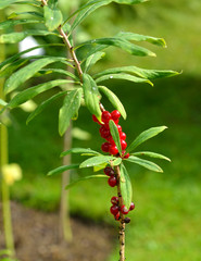 Daphne mezereum, commonly known as February daphne, mezereon, mezereum, spurge laurel or spurge...
