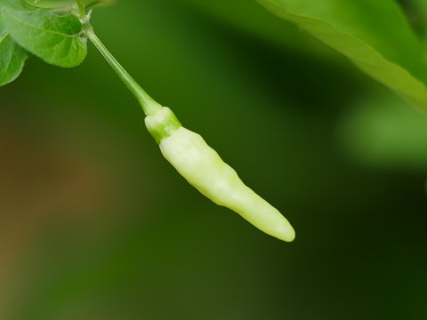 Petit piment blanc, jardin cr&eacute;ole, La R&eacute;union