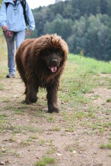Fototapeta premium Wandern mit Hund