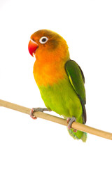 Fototapeta na wymiar fischeri lovebird parrot