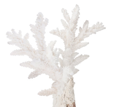 white medium isolated coral branch