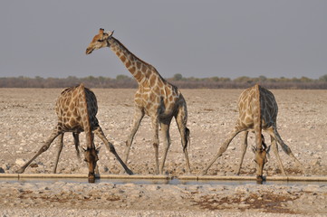 Naklejka na ściany i meble Giraffe Etosha National Park
